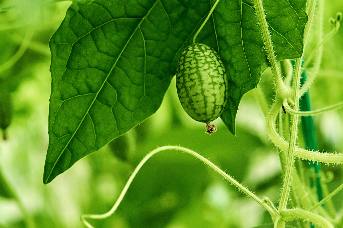 Cucamelon, Melothria scabra : semis, culture, recette