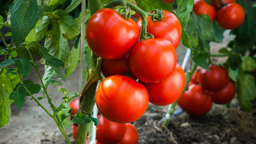 How to Choose the Best Fertilizer for Your Tomato Plants - 2024 ...