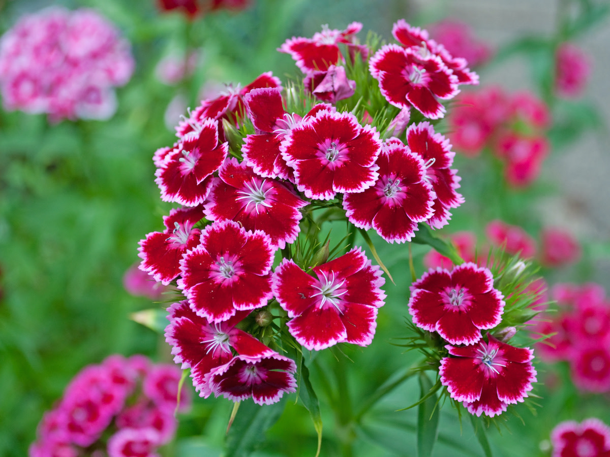 Dianthus Care Guide How to Grow Dianthus in Your Garden 2022 MasterClass