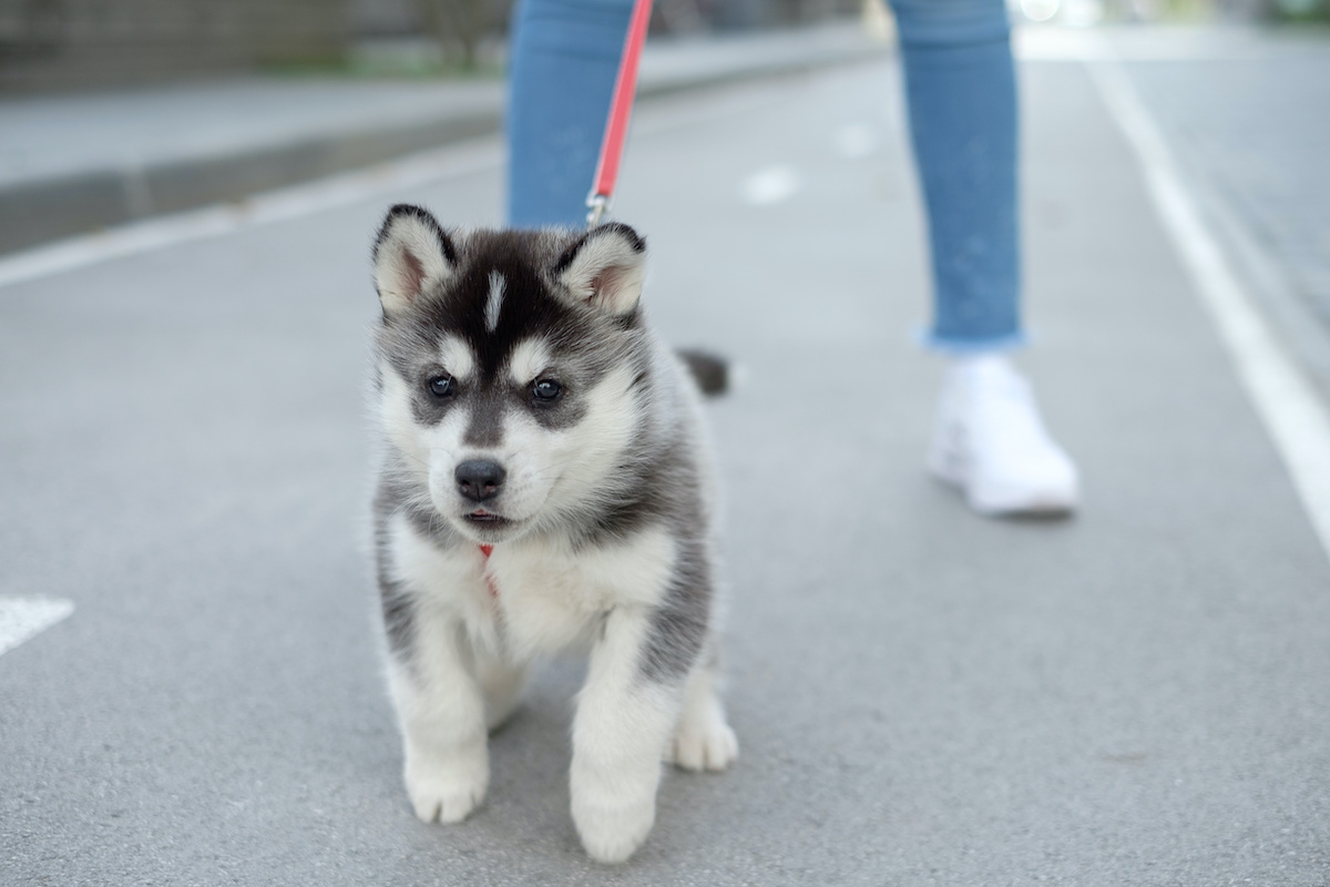 when can i take puppy for first walk