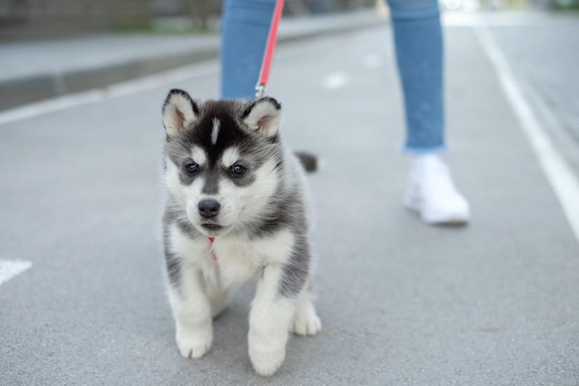 When Can I Take My Puppy for a Walk? 4 Tips for Puppy Walks 2024