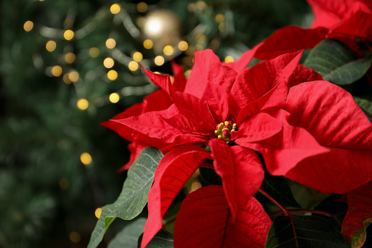 Poinsettia Care Guide: How to Rebloom Poinsettias - 2024 - MasterClass