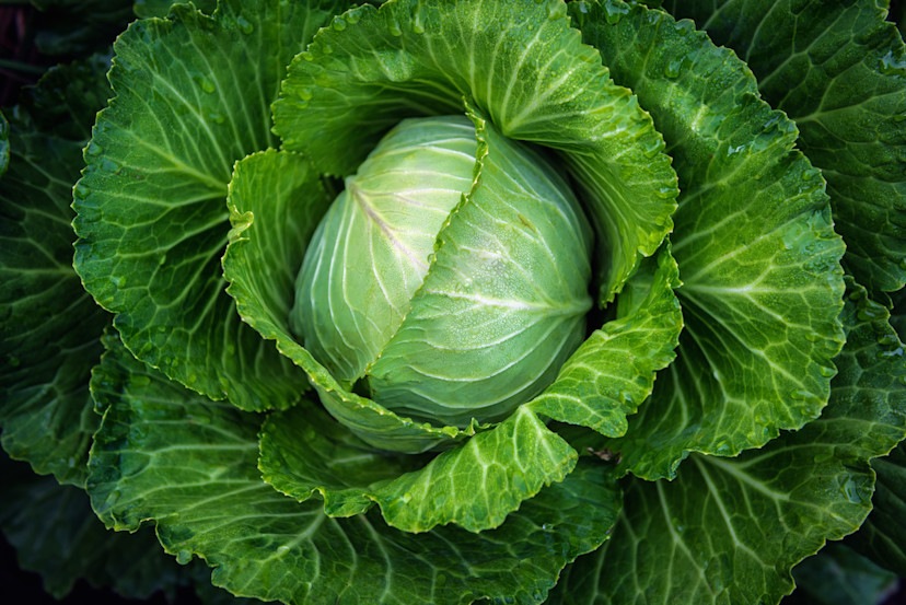 Lettuce vs. Cabbage 7 Ways Lettuce and Cabbage Are Different 2024
