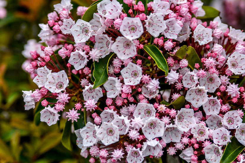 Mountain Laurel Guide: How to Grow Mountain Laurel - 2024 - MasterClass