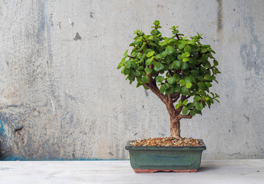 Jade Bonsai Tree Guide How To Grow Dwarf Jade 2022 Masterclass