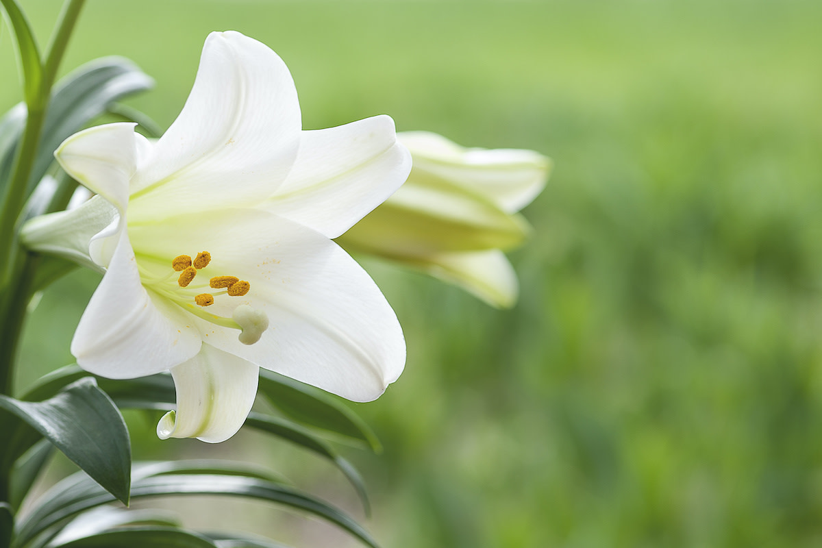 A Guide to Growing Easter Lilies 2022 MasterClass