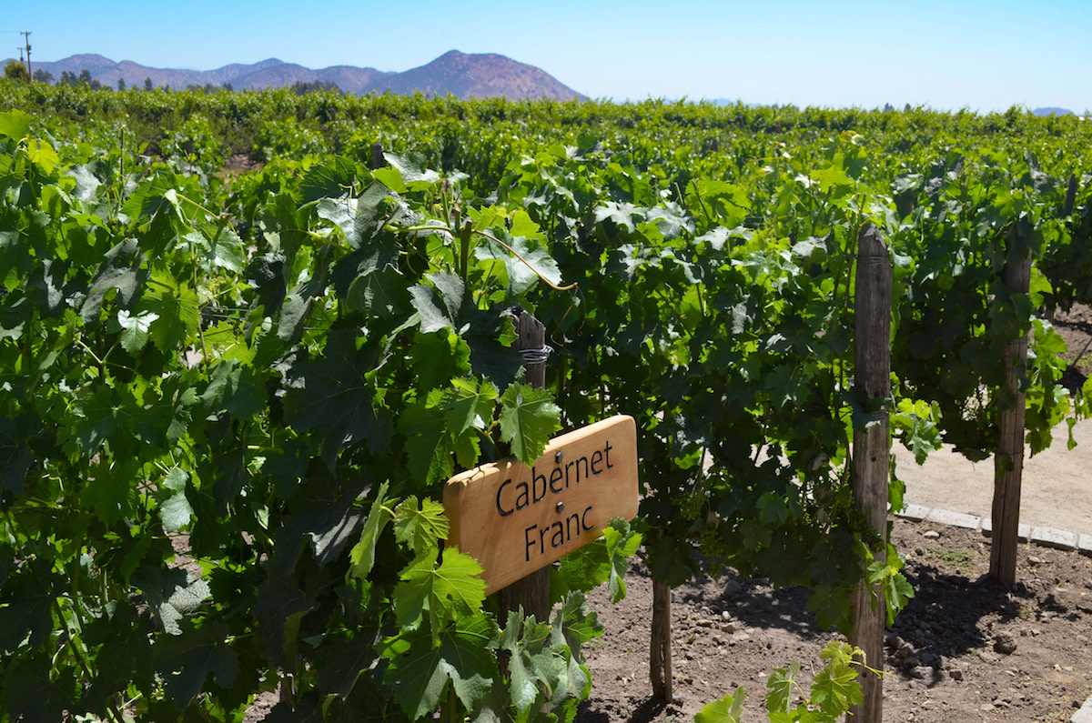 vineyard with wooden cabernet franc sign