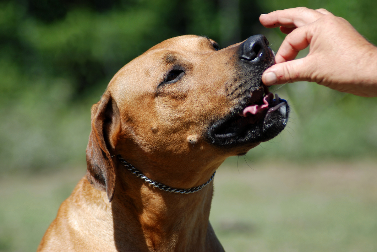 Can Dogs Eat Taro? What to Do if Your Dog Eats Taro - 2025 