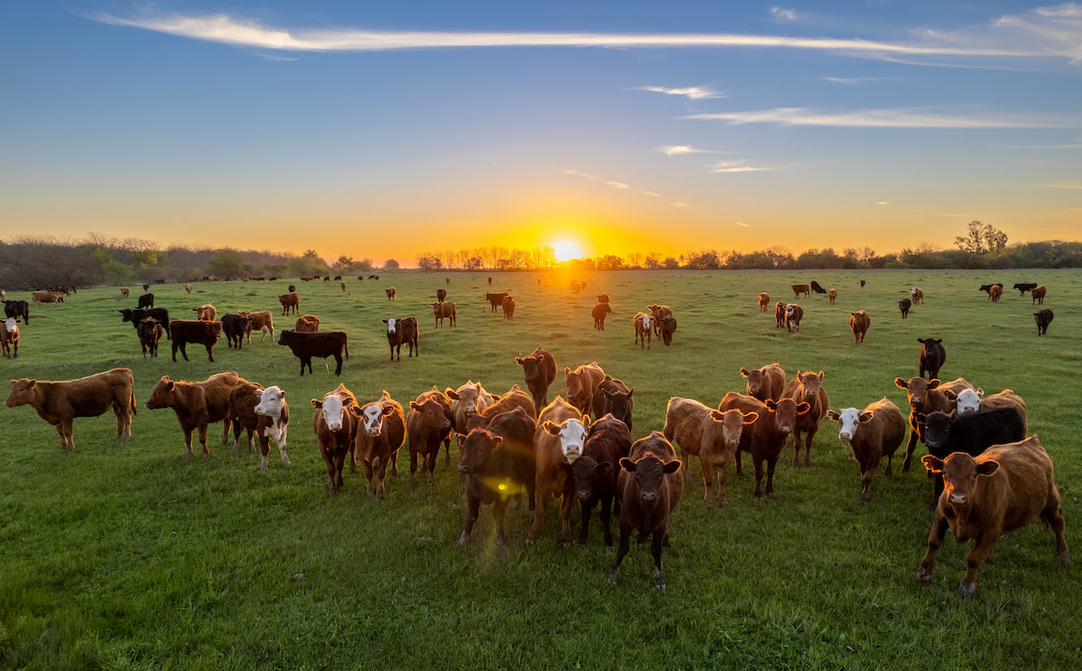 Cows