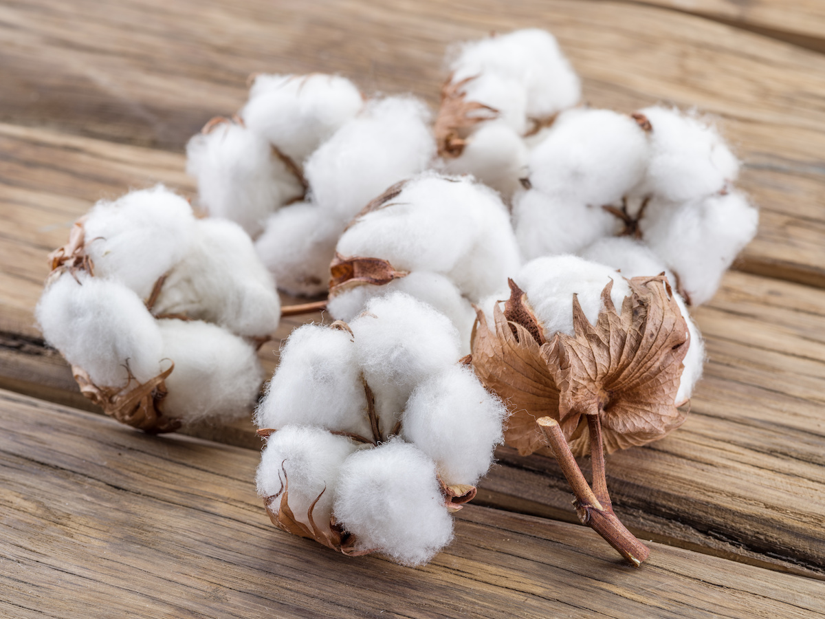 What Is Cotton? A Complete Guide to the History, Characteristics, and Uses  of Cotton - 2024 - MasterClass