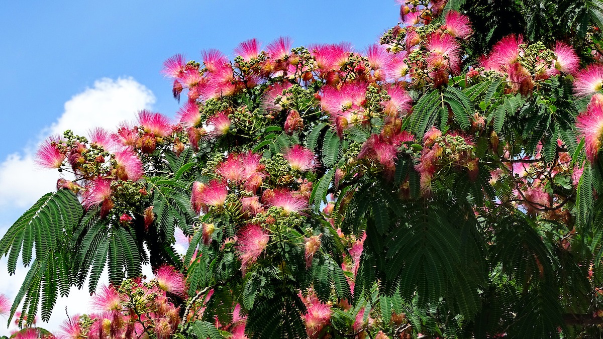 mimosa tree: 3 benefits of growing mimosa trees - 2022 - masterclass