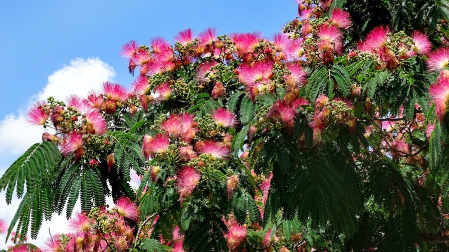 Mimosa Tree 3 Benefits Of Growing Mimosa Trees 22 Masterclass