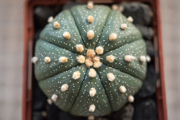 What Is a Star Cactus?