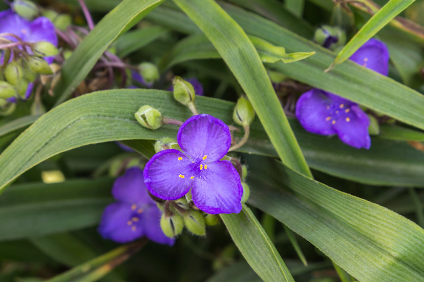 Spiderwort Plant Guide: How to Grow Spiderwort Plants - 2026 - MasterClass
