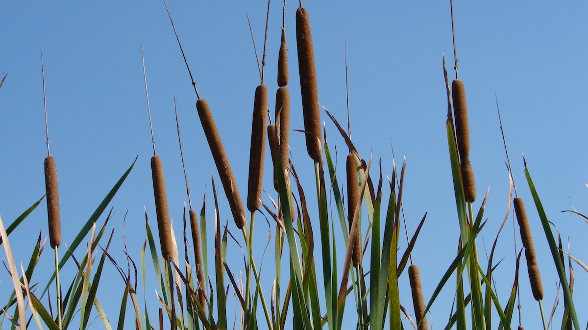 Can You Eat Cattails? 4 Ways to Prepare Cattails 2022 MasterClass