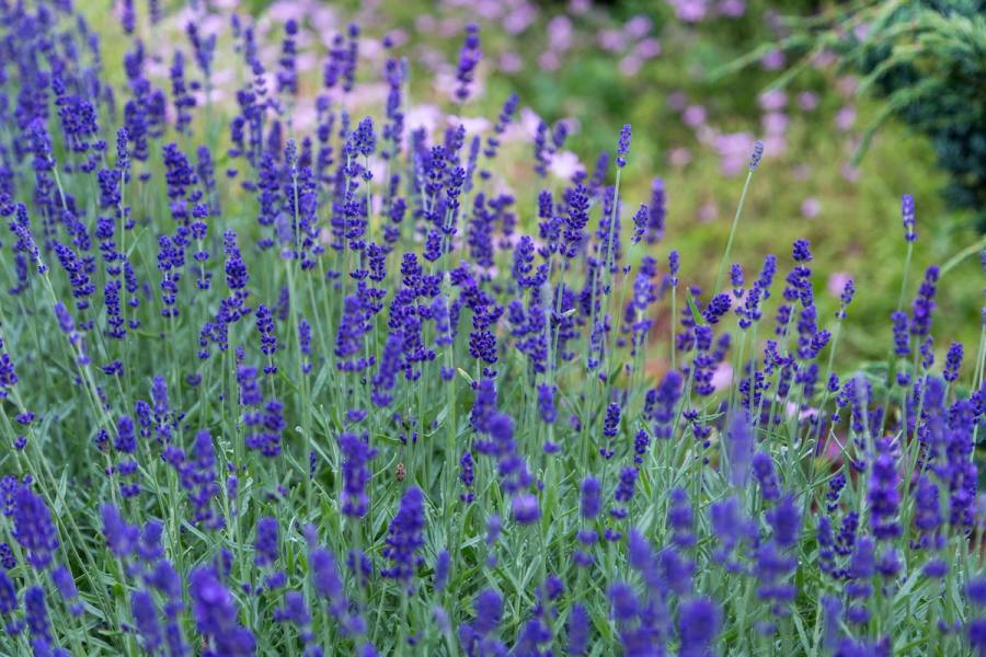 Lavender Companion Planting 5 Plants To Grow With Lavender 2021 Masterclass