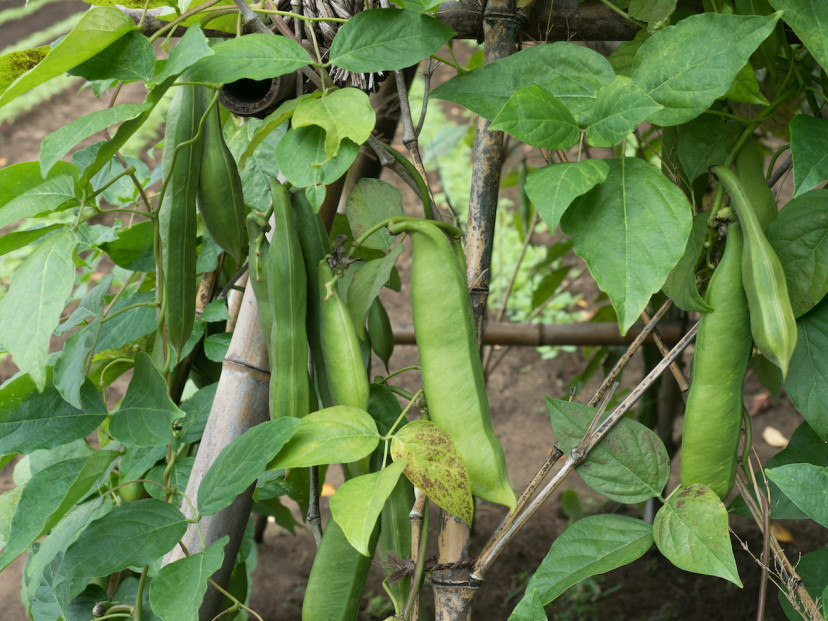 Sword Bean Guide: How to Grow Sword Beans at Home - 2024 - MasterClass