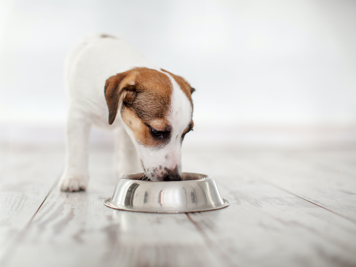 Can puppies have rice best sale