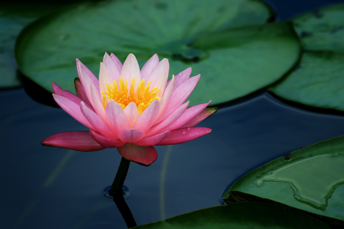 water lily flower care guide: how to grow water lilies - 2023