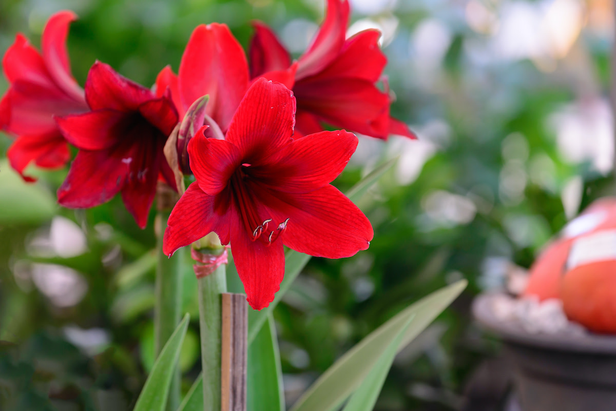 Amaryllis Care Guide How to Grow Amaryllis at Home 2022 MasterClass