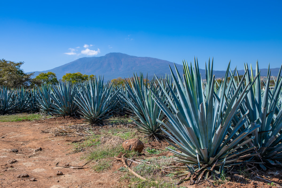 How Is Tequila Made? The 6 Steps of Making Tequila 2024 MasterClass