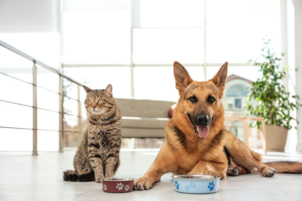 Dog likes shop cat food