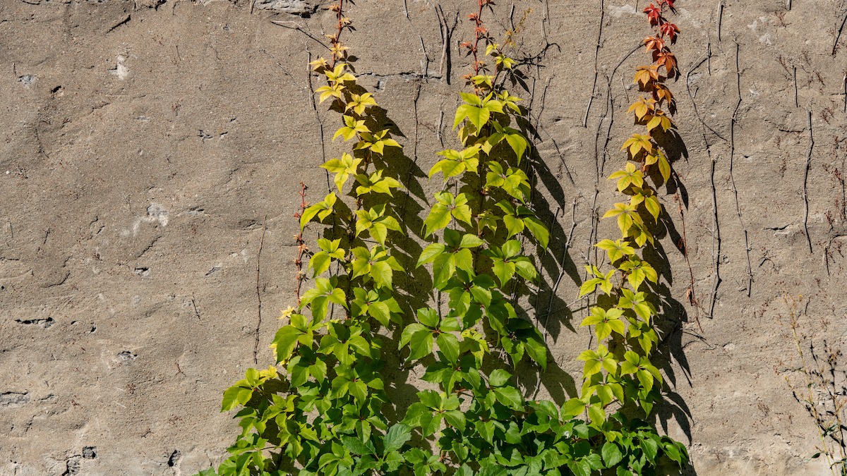 GoGardenNow - The Gardening Blog: Jeepers, Creepers! Virginia Creeper and  Boston Ivy