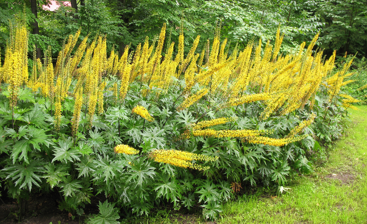 Бузульник Пржевальского Ligularia przewalskii