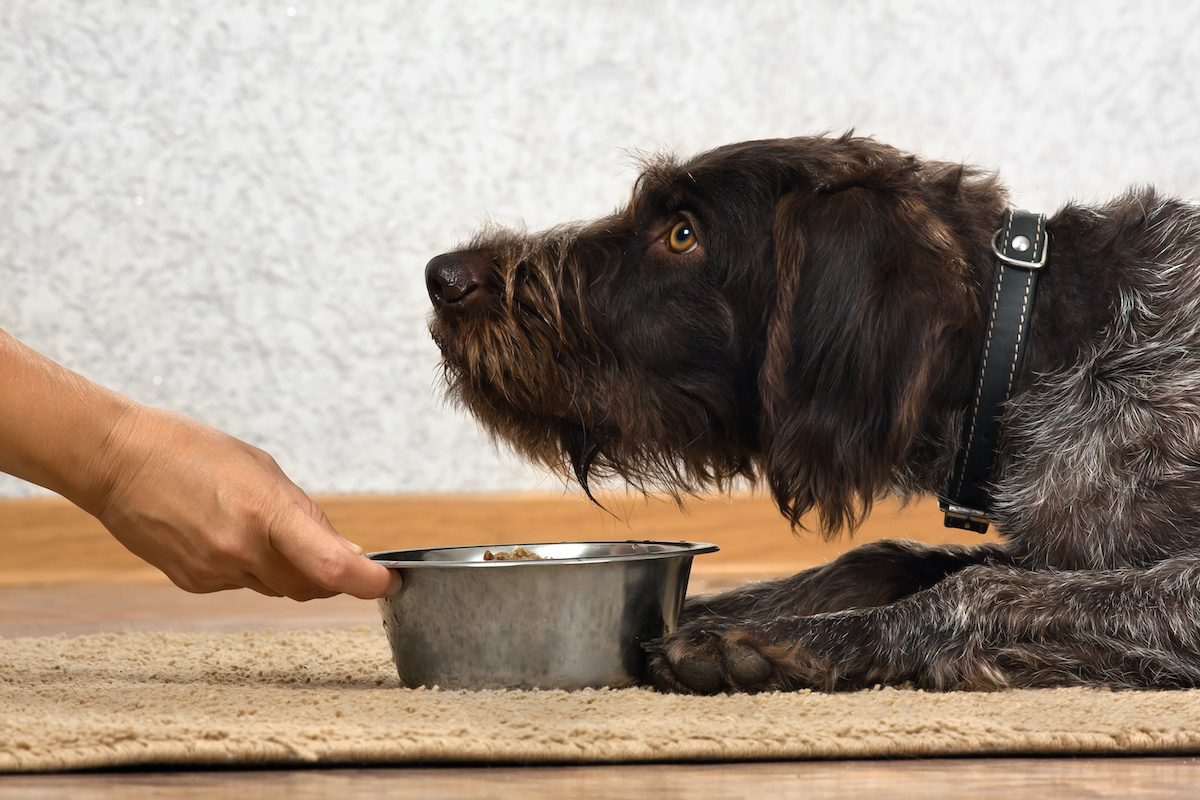 is ground flaxseed safe for dogs