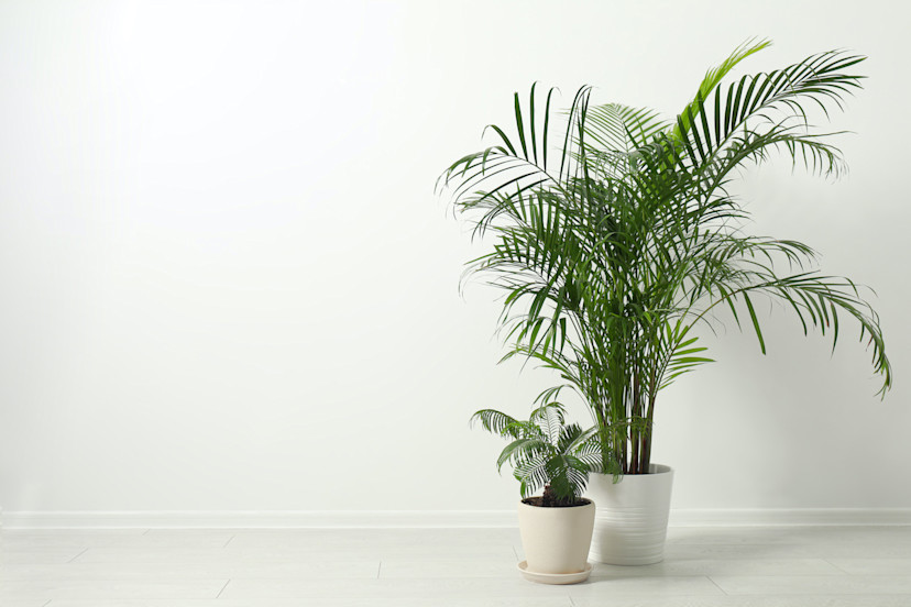 Palm Plant Care Guide: 5 Care Tips for Indoor Palm Plants - 2024 ...