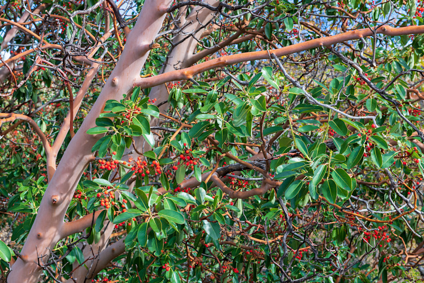 Madrone Tree Care Tips How to Grow a Madrone Tree 2024 MasterClass