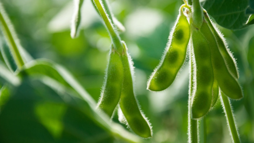 How to Tell the Difference Between Bush Beans and Pole Beans - 2024 ...