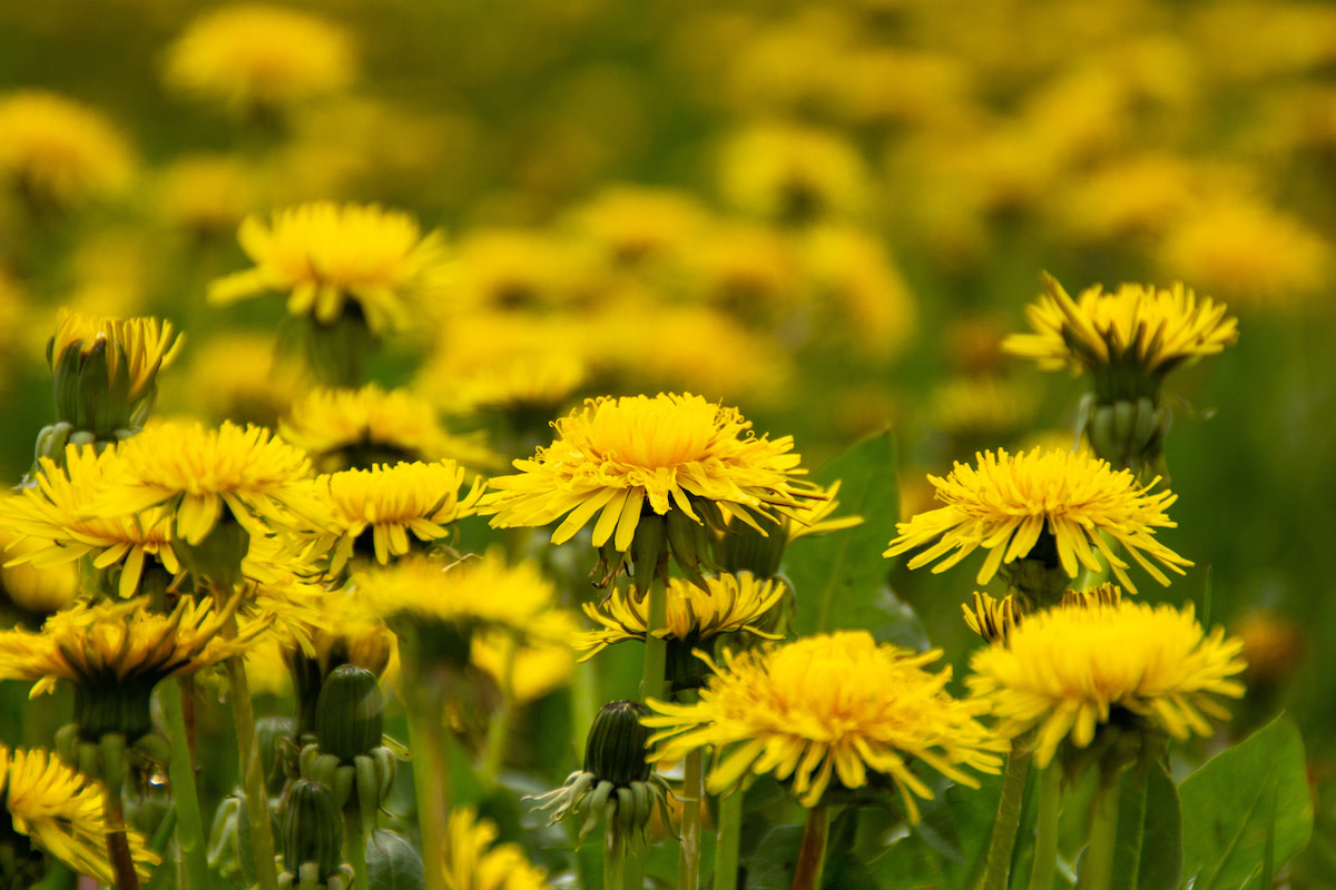 How to Grow and Harvest Dandelions at Home 2022 MasterClass