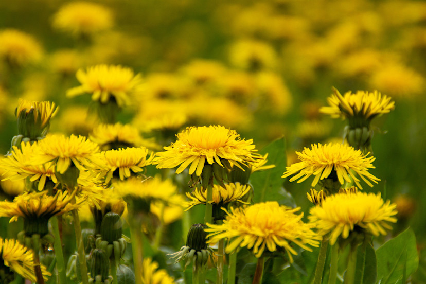 How to Grow and Harvest Dandelions at Home 2024 MasterClass