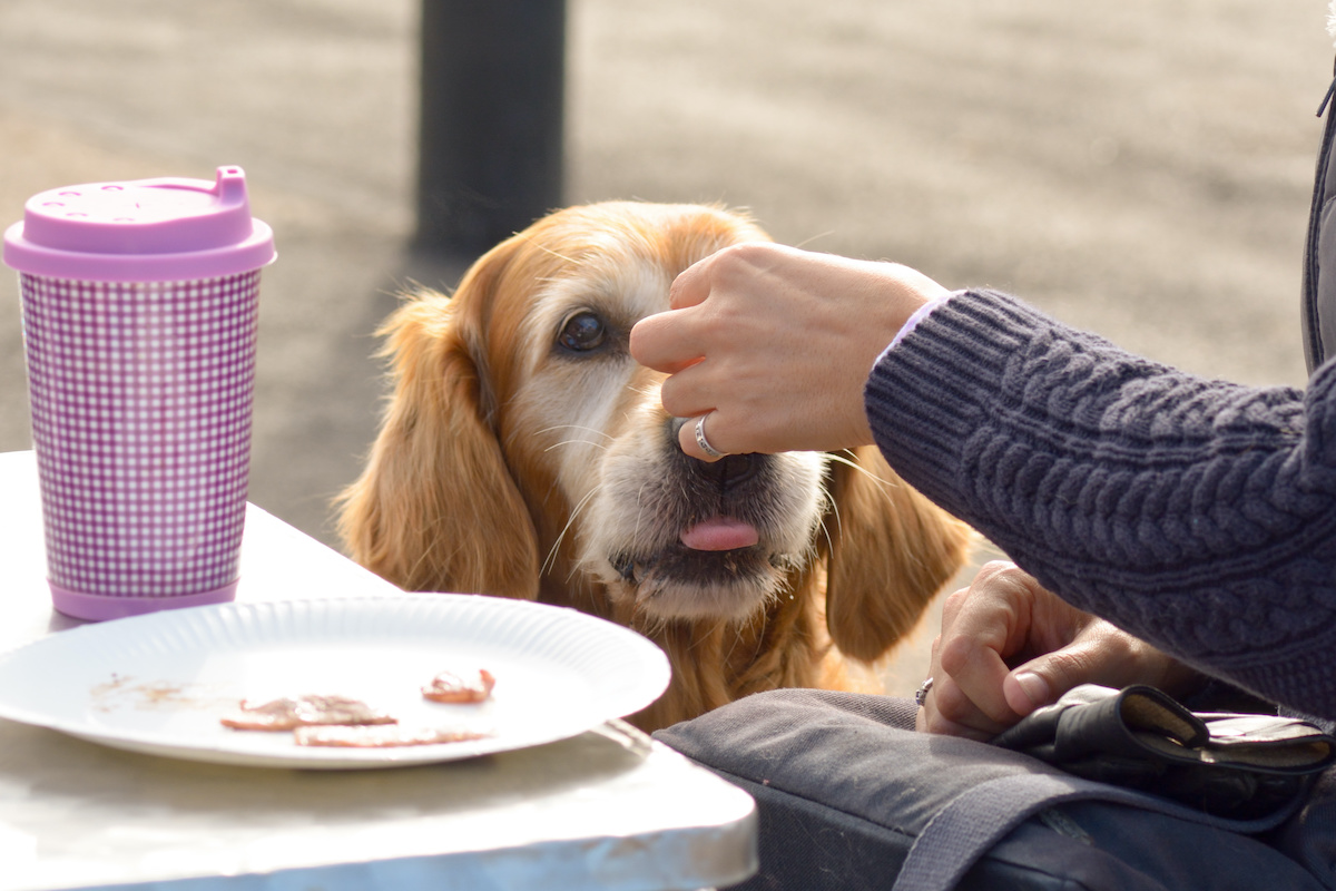 can you feed your dog bacon