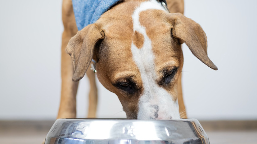 Image showcasing Can Dogs Eat Almond Butter? 5 Tips for Dog-Safe Almond Butter - 2026 ...