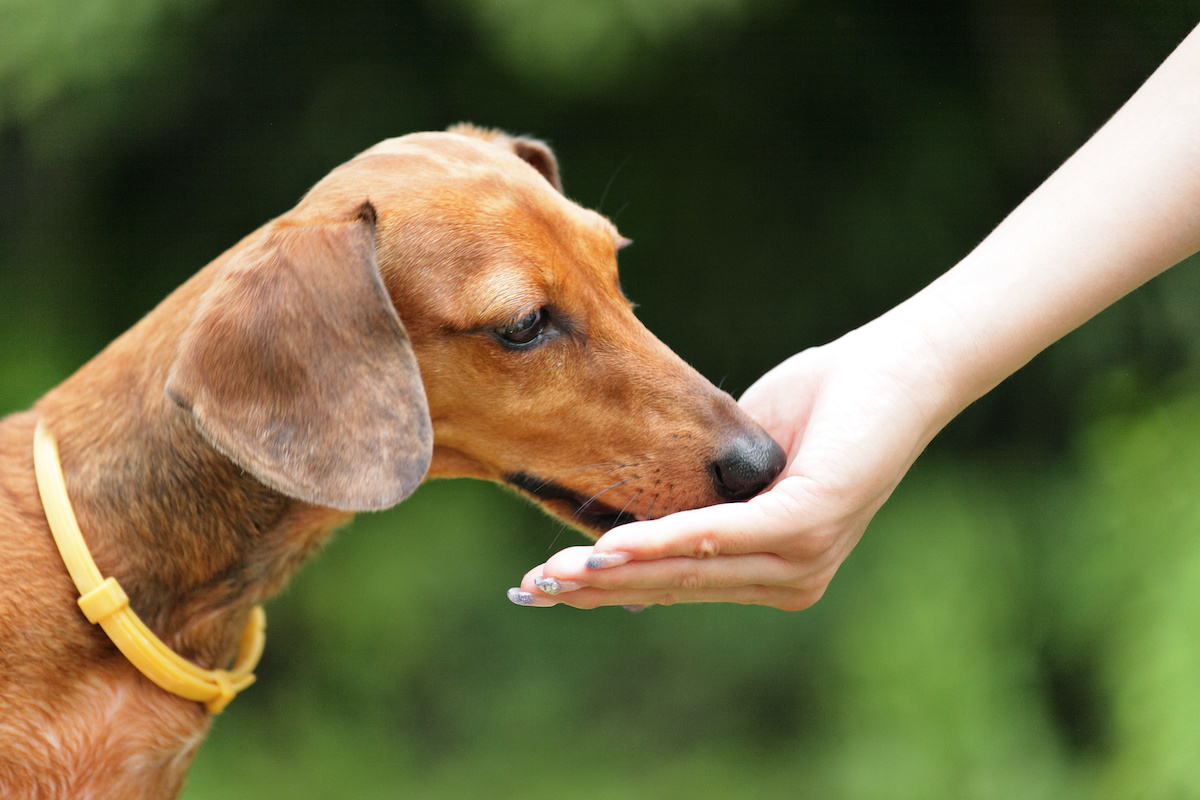 Подать собаке. Подача собаки. Feed the Dog.