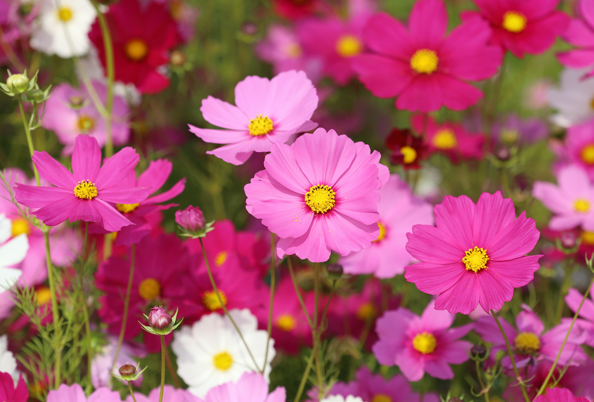 How to Grow Cosmos in Your Flower Garden - 2023 - MasterClass