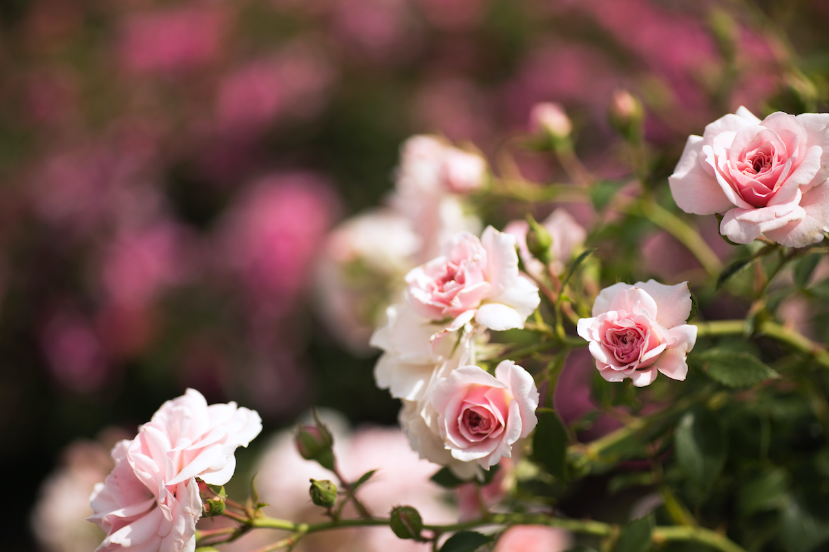 Тини розе. Miniature Roses красивые цветы.