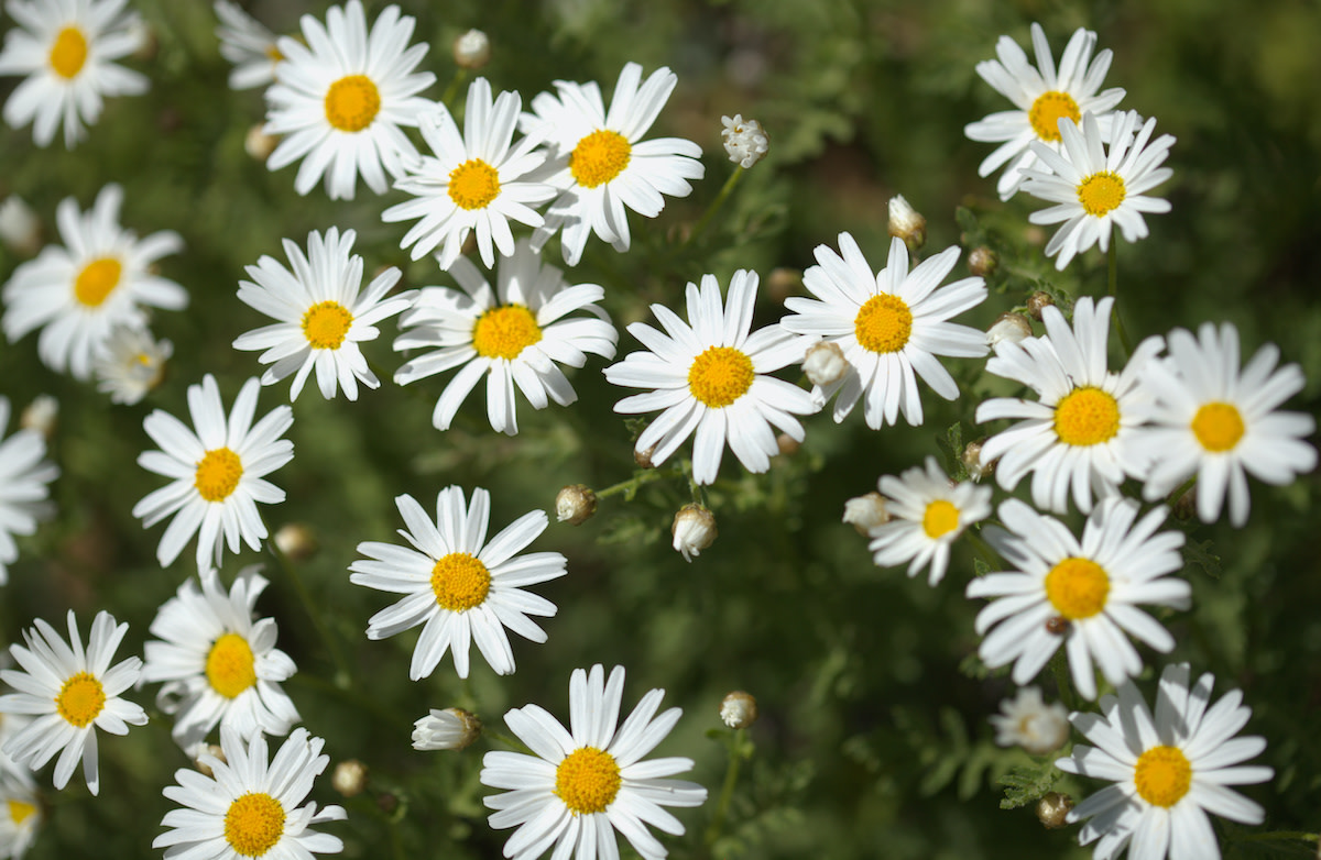 Marguerite Daisy Care Guide 2022 MasterClass