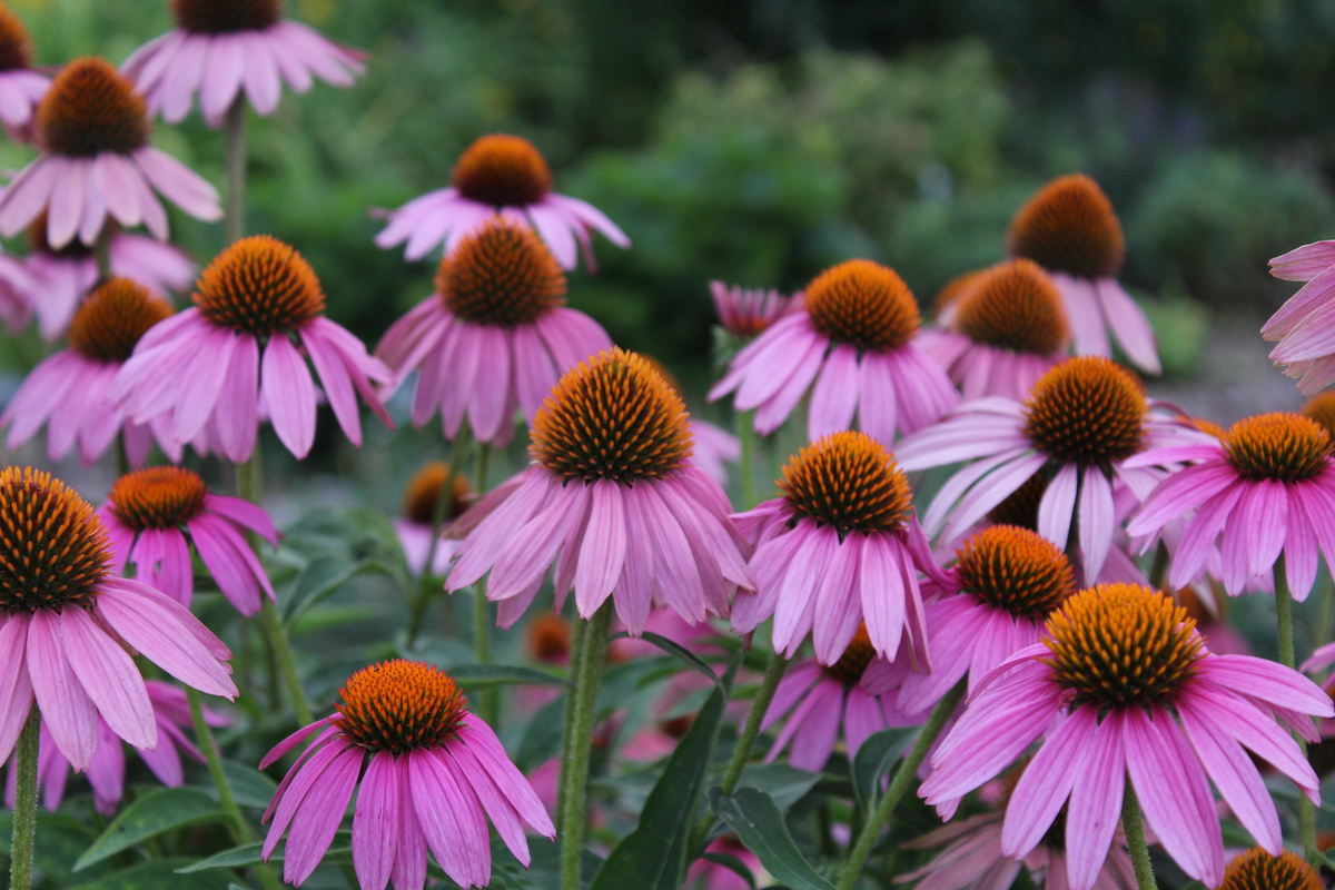 How To Grow Echinacea And Other Coneflowers In Your Garden 2021 Masterclass