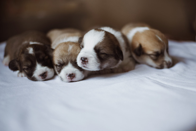 How to Care for Newborn Puppies in 6 Steps 2024 MasterClass