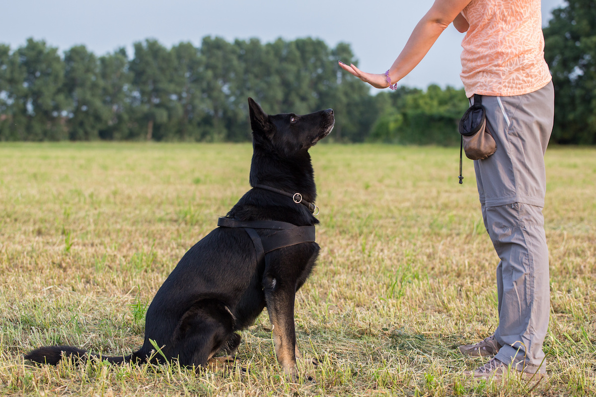 How To Train A Dog Not To Run Away