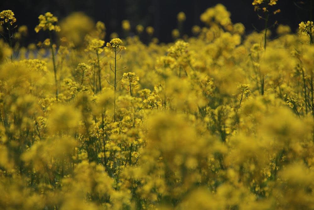 an image of a field as an example of depth of field