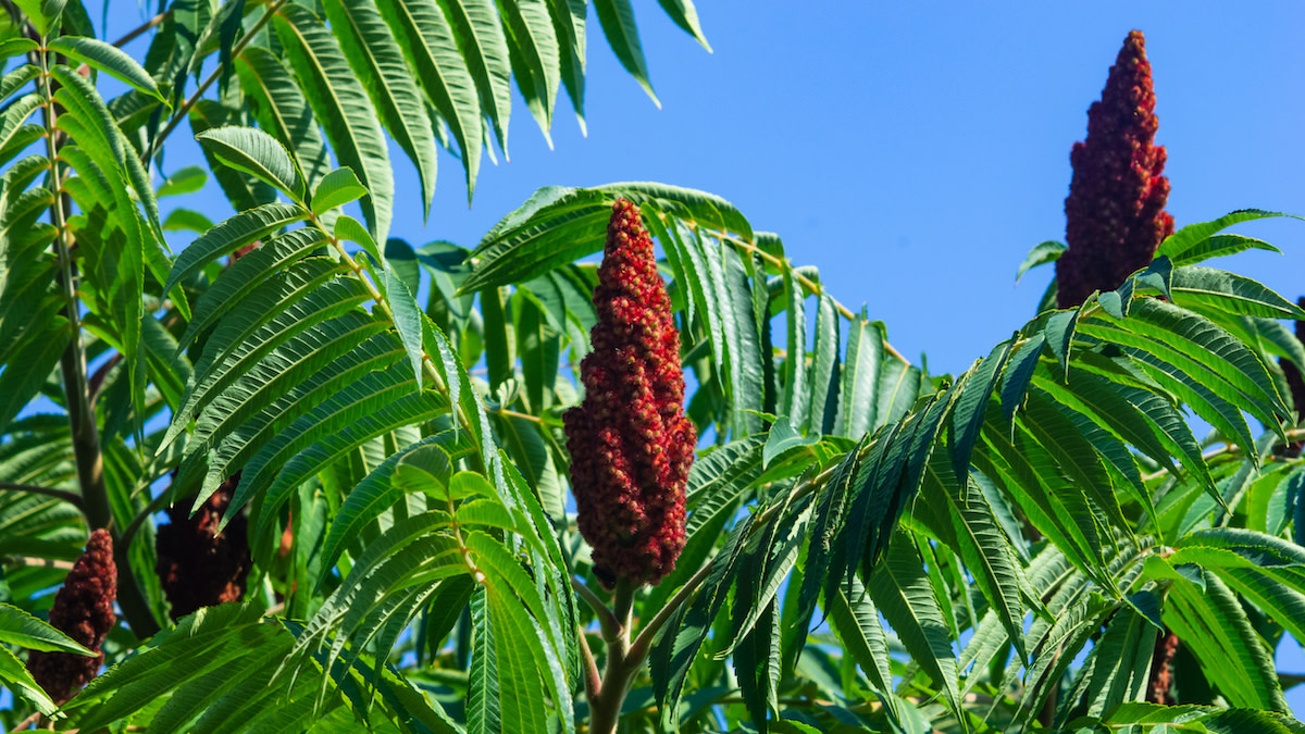 Staghorn Sumac Care Tips How To Grow Staghorn Sumac 2024 Masterclass