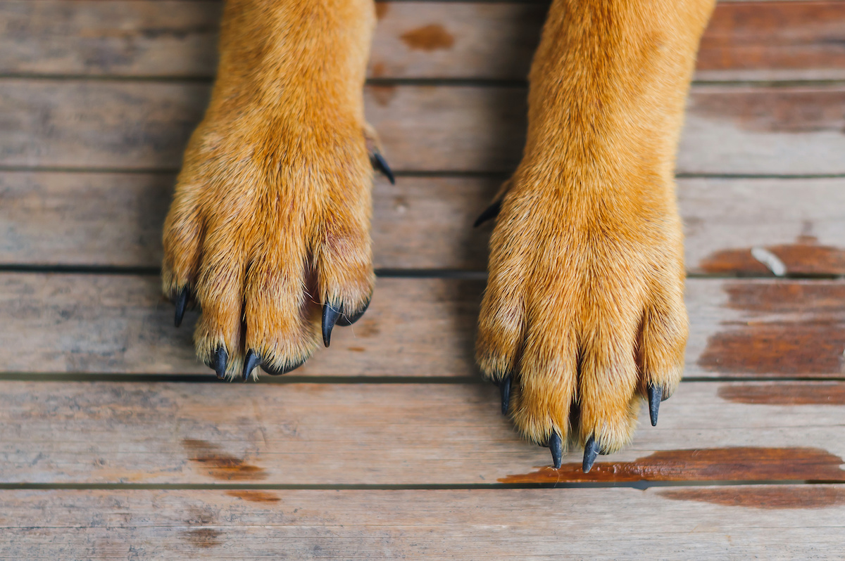do dog paws scratch wood floors