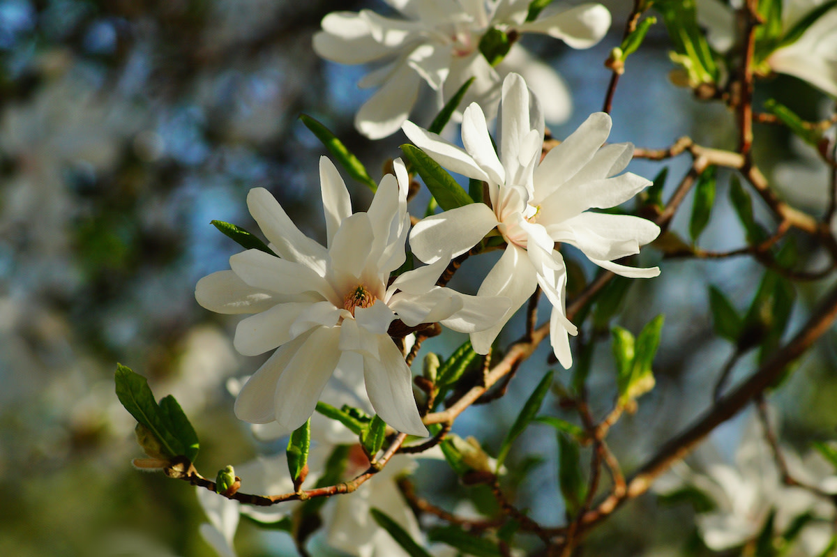 Star Magnolia Guide How to Grow and Care for Star Magnolias 2022