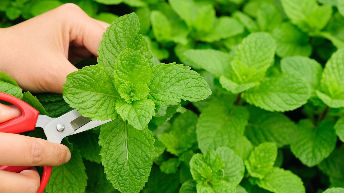 Mint: Planting, Growing, and Harvesting Mint Plants