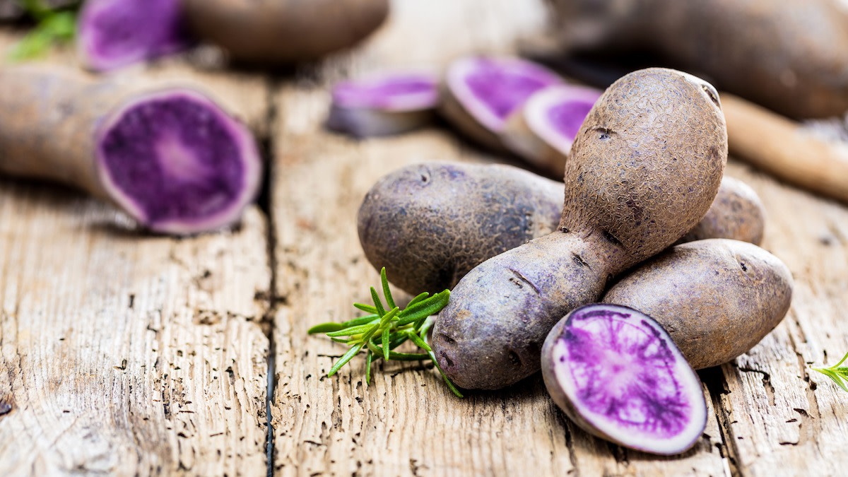 how-to-grow-purple-sweet-potatoes-tips-for-diy-potato-slips-2022