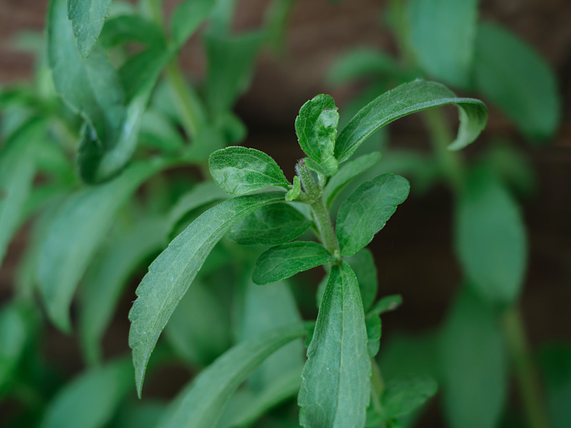 How to Grow Stevia From Seeds and Cuttings - 2024 - MasterClass